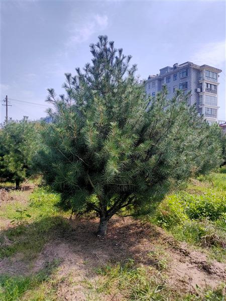 山東白皮鬆基地