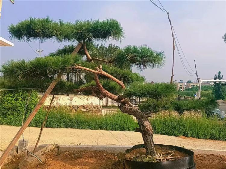  濟寧景觀鬆基地（dì）