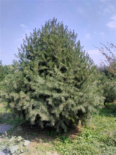 泰安白皮鬆基地