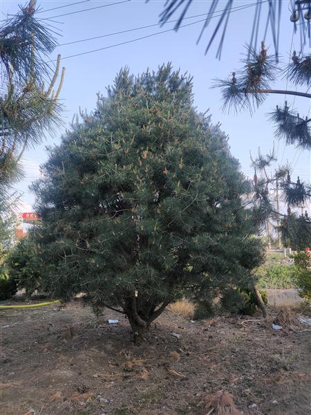 山東白皮（pí）鬆基地