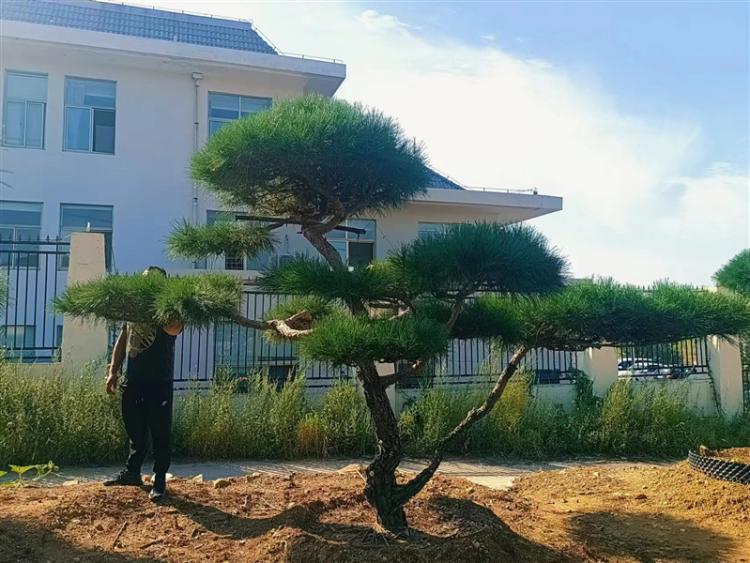 山東景觀鬆基地