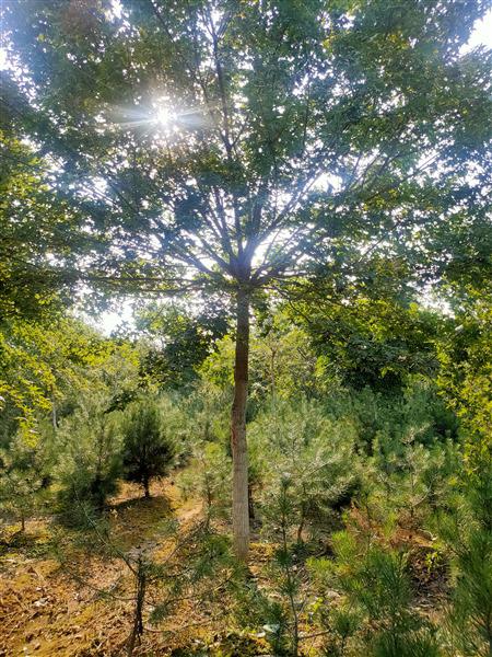 山東五角楓基地 山東五角楓基地