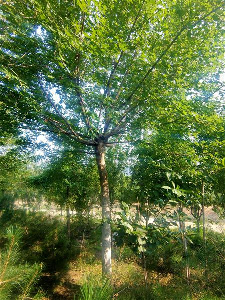 五角楓（fēng）